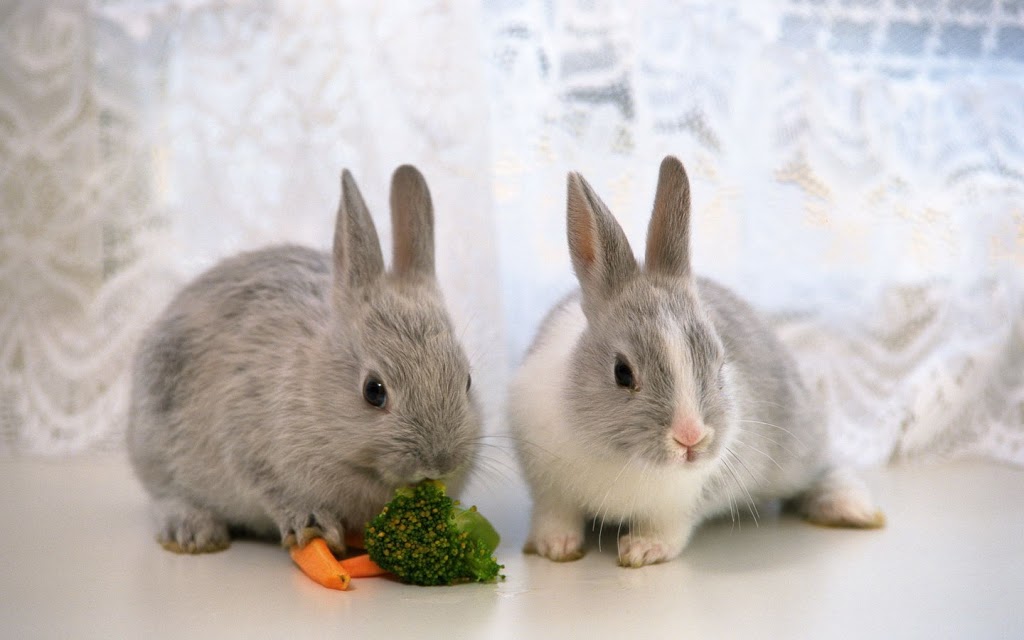 Fondos de pantalla wallpapers de conejos – Conejitos Enanos