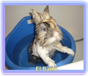 Bañando a un conejo