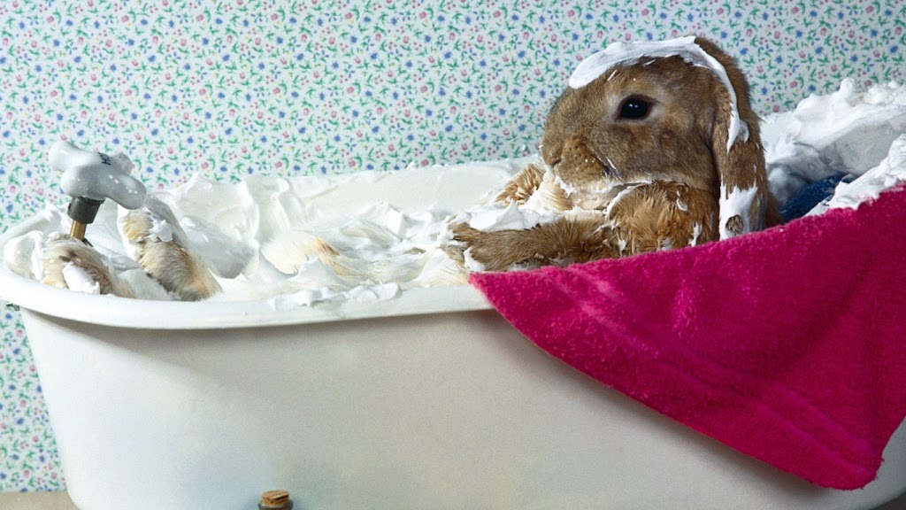 Можно ли мыть кролика декоративного. Купают ли декоративных кроликов. Кролик купается в ванной. Можно ли купать декоративного кролика. Как помыть декоративного кролика.